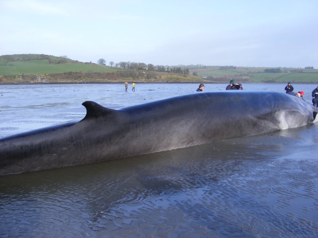 Beached Fin Whale, Killbrittain, Cork, Eire.