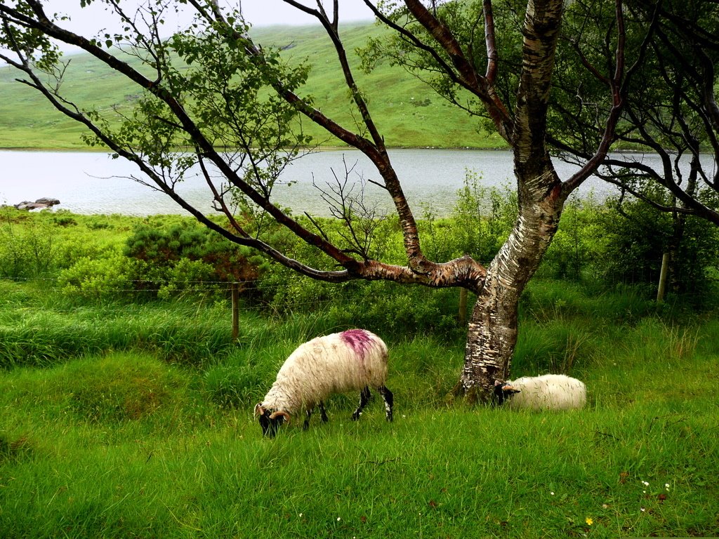 mb - Irish Scenery  -  Irisches Landschaftsbild