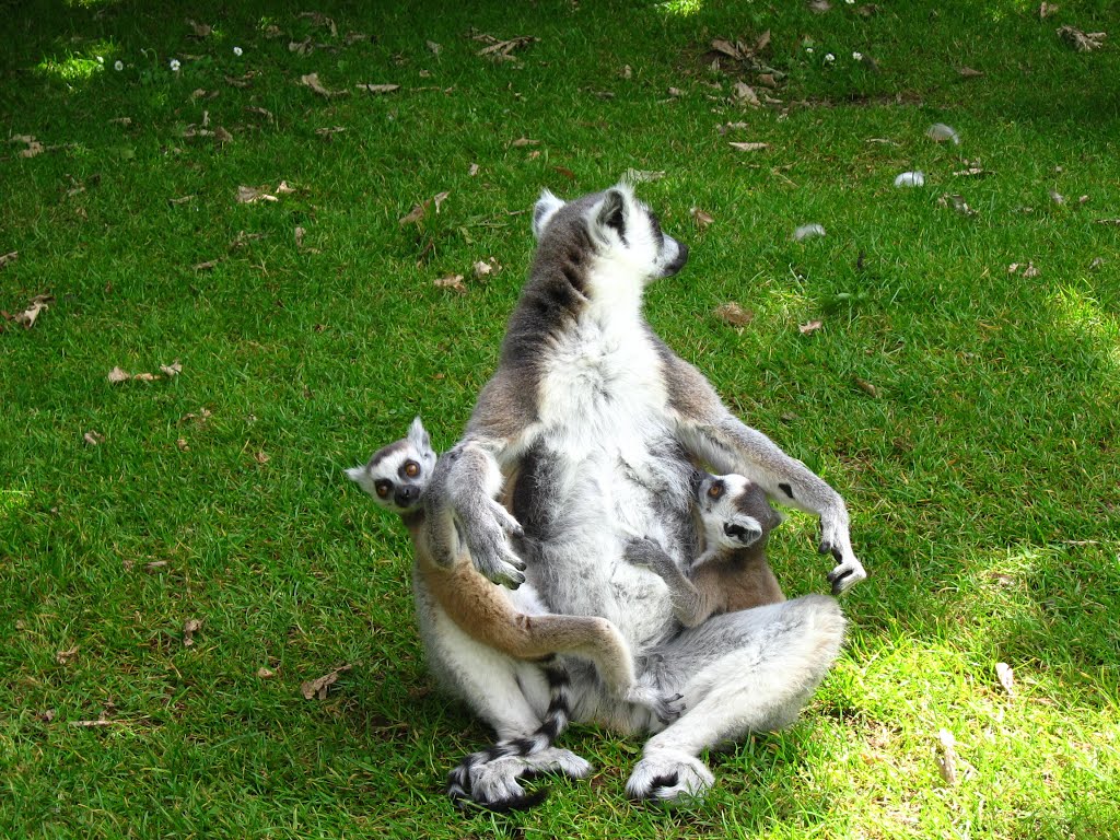 Park Fota -lemury