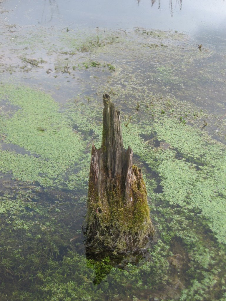 old mill stump