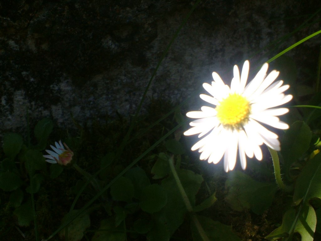 Magical daisy