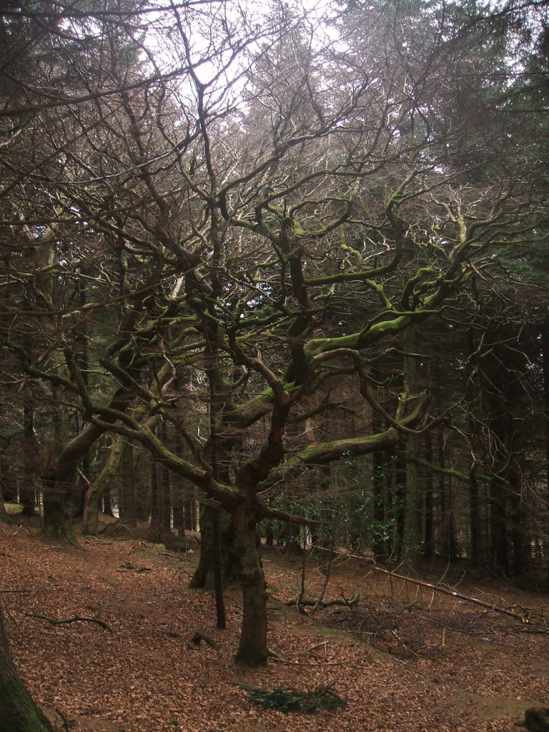 Tree in the woods