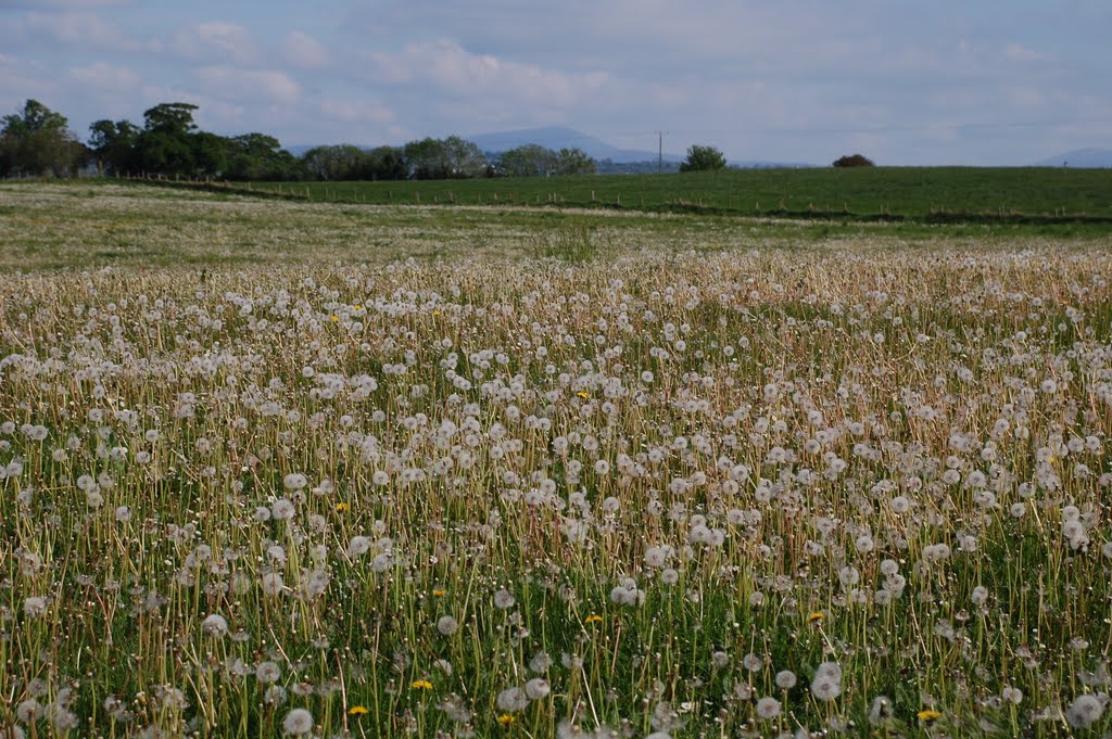 A Field of ...Dandelions