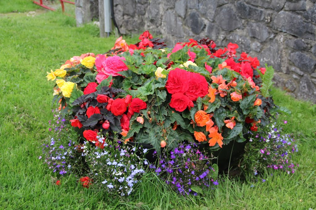 Flowers, Tuamgraney, Co. Clare, Irlandia