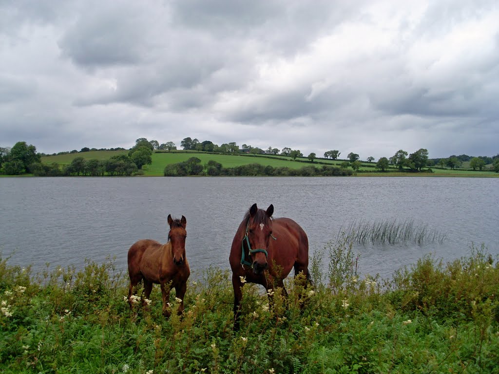 Town Lake, Killeshandra, Co. Cavan, Ireland