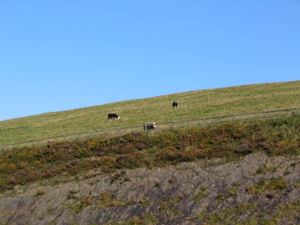 Cows on a very steep hill
