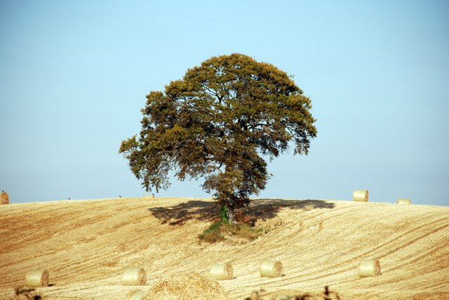 Tree on the field
