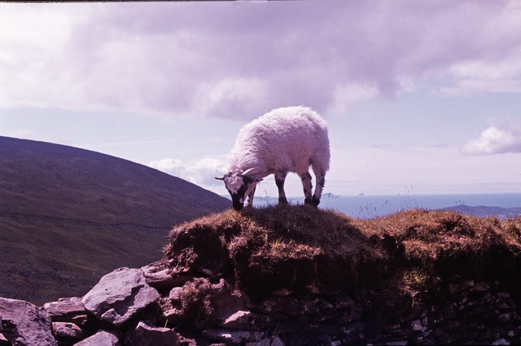 Bergschaf - Mountain sheep