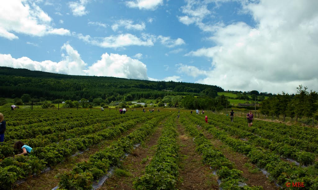 Strawberry Picking in the Dublin Mountains