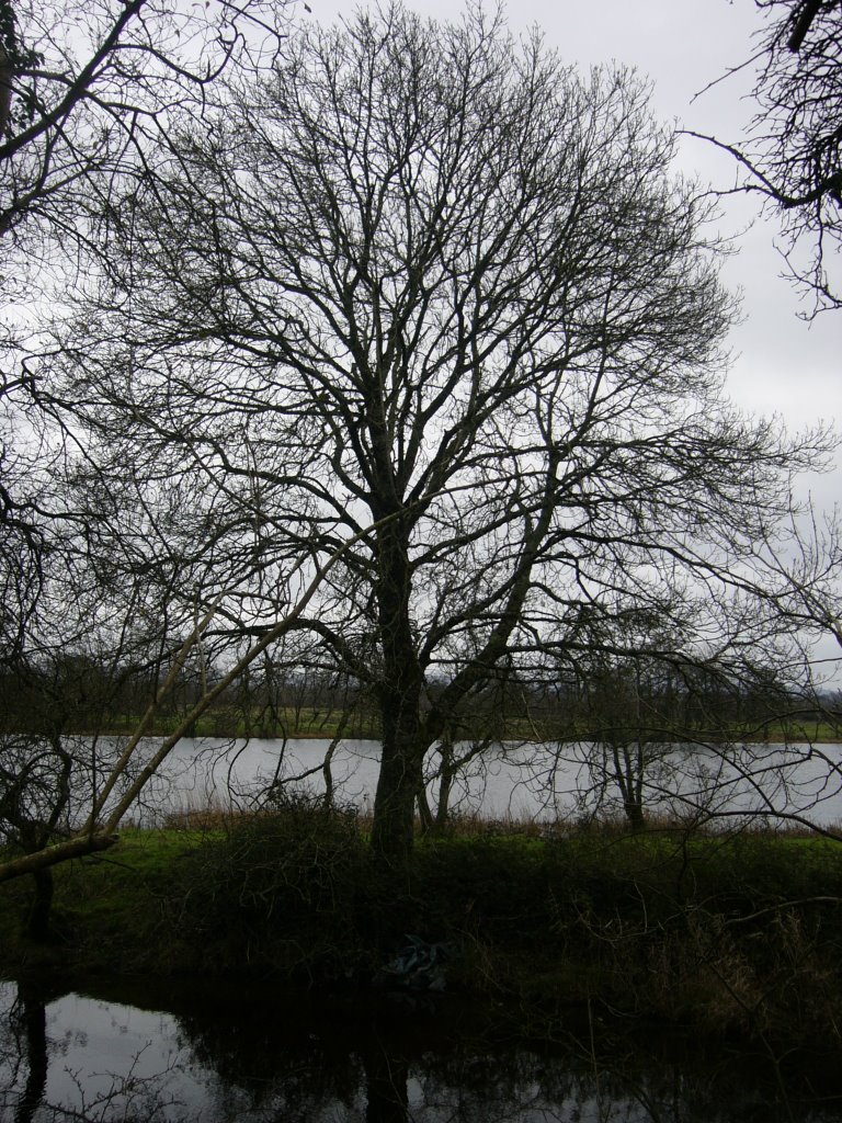 River Tree
