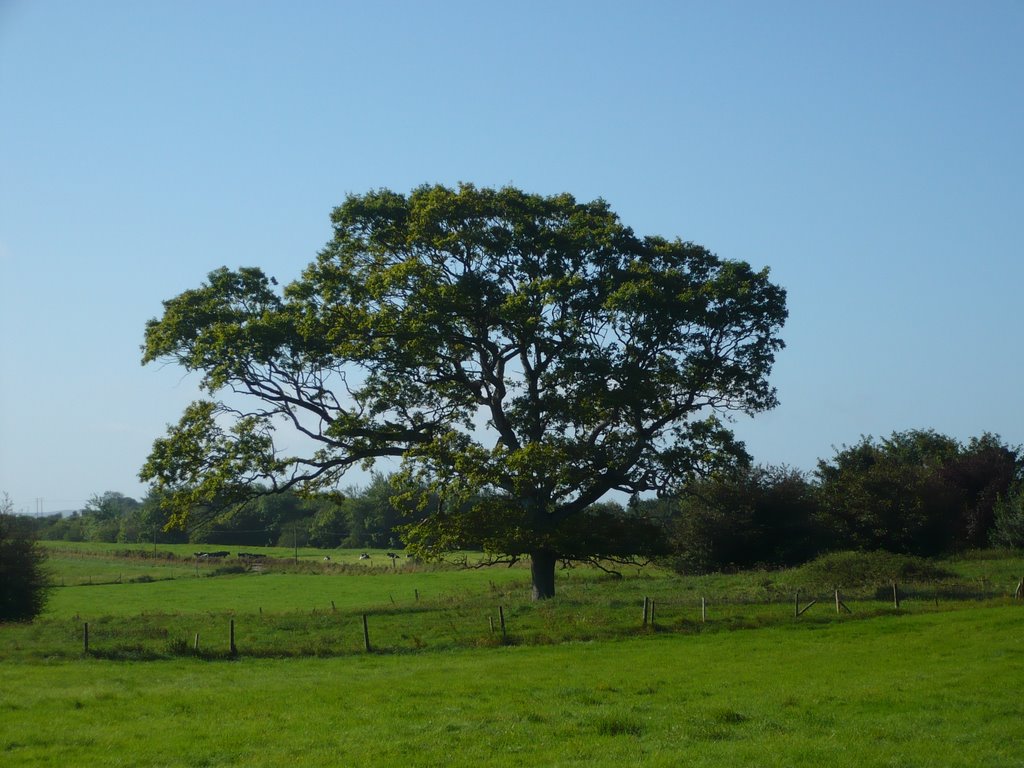 Beautiful Oak Tree, Curraghchase