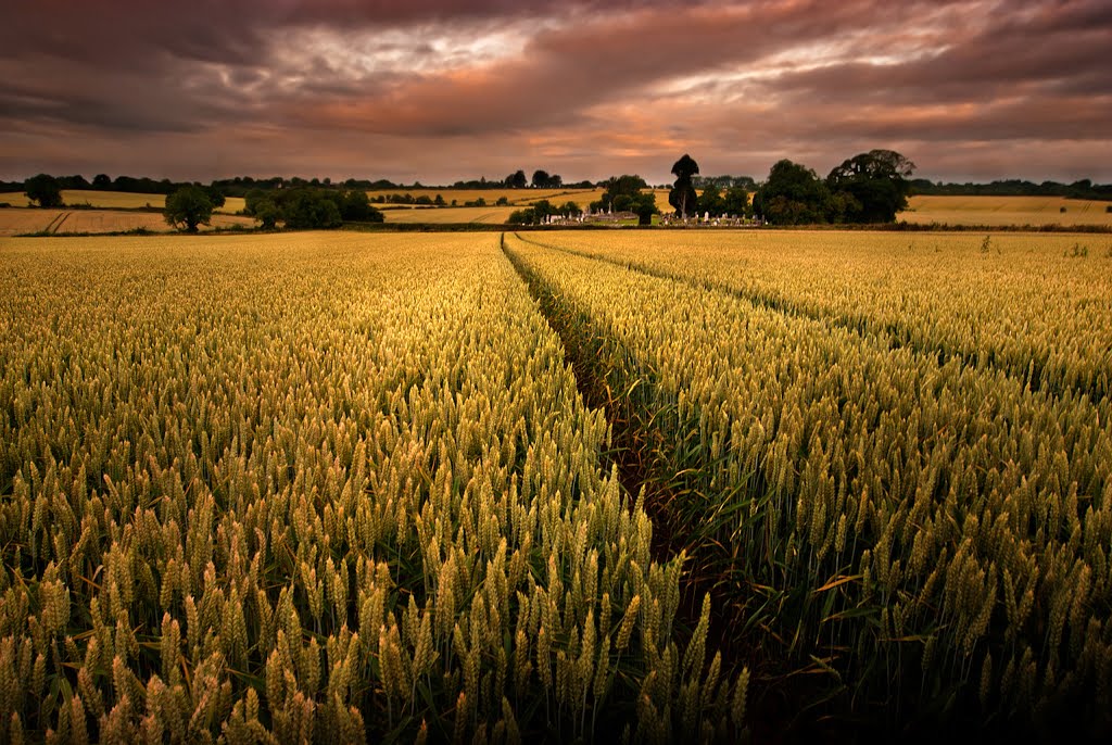 sunrise in fields of barley