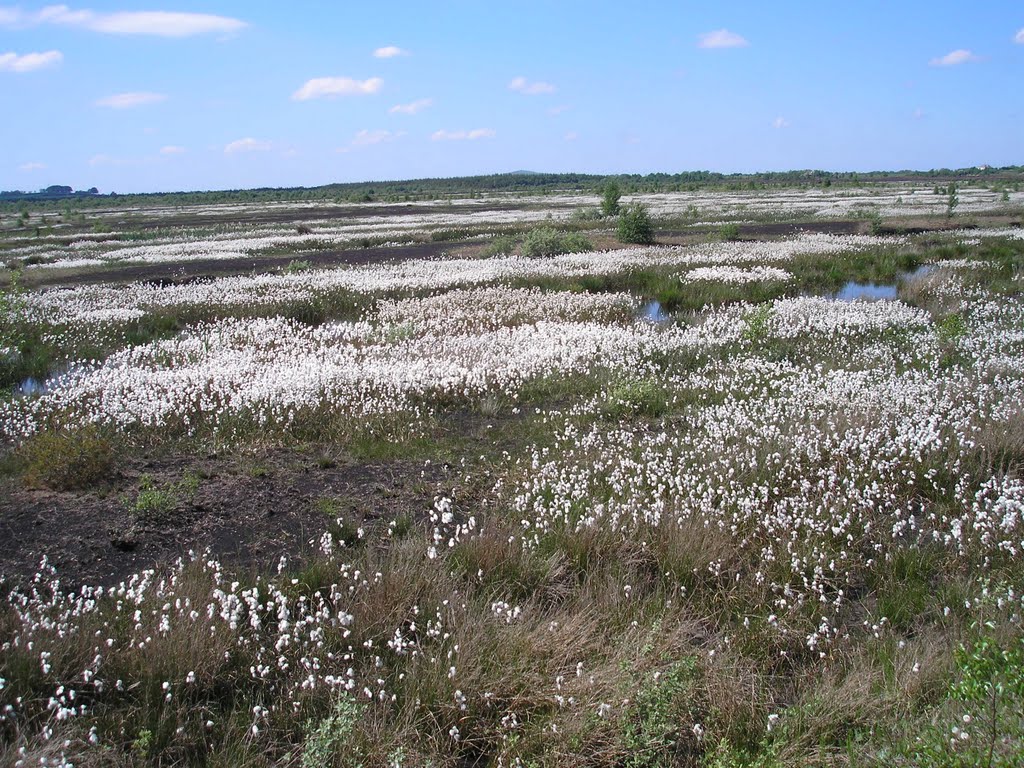 Bog cotton on  Ballycon bog near Mountlucas