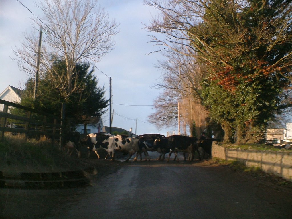 Tullamore Dairies Ltd. herd after milking